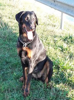 domainedelalicorne.fr photo chien beauceron photo chiot beauceron Elevage de beauceron chiot beauceron pure race élevage du clos de la licorne elevage des gardiens de la licorne elevage beauceron noir et feu authentique gros gabarits élevage de Beauceron familial sérieux et qualité domainedelalicorne.fr suivi des chiots conseil d’éducation chiot propre bas rouge santé caractère spécialiste du beauceron noir et feu ou arlequin chien rustique berger de France  nos chiots sont élevés avec amour et attention notre passion au service de la qualité Beauceron de qualité et sportif domaine de la licorne 04380 BARRAS élevage en liberté éleveur berger de beauce élevage de beauceron de travail 06 11 20 51 93 site domainedelalicorne.fr mail domainedelalicorne@gmail.com